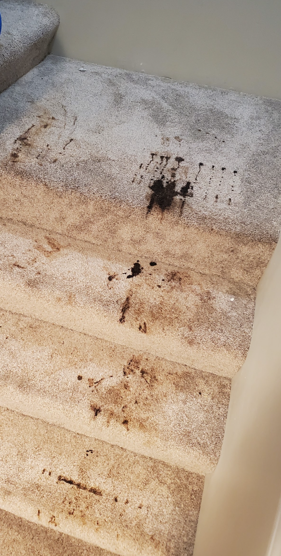 A close up of a dirty carpet on a set of stairs.