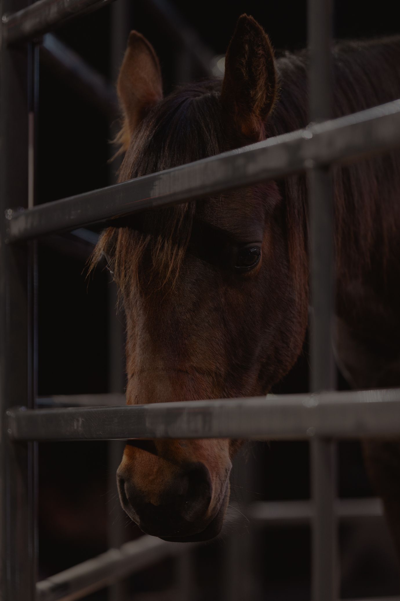 Dark brown horse behind wooden fence, partly shadowed in a stable