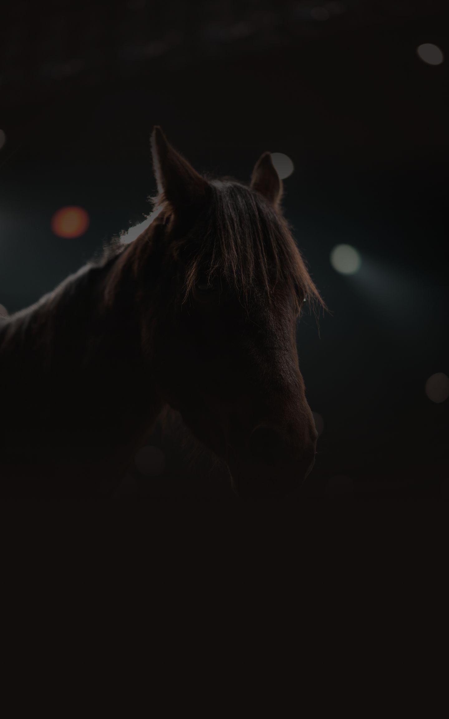 Dark silhouette of a horse facing bright stage lights in a dim arena