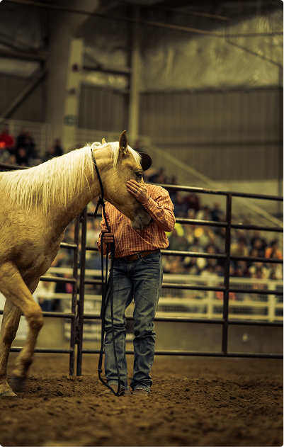 Person standing in a rodeo arena beside a cream-colored horse, holding its face through the fence