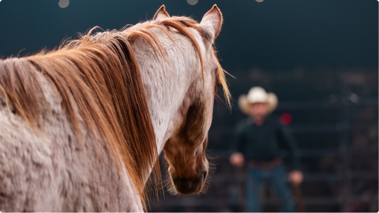 Close-up of a brown horse with a white mane in a rodeo arena, with a blurred cowboy in the background