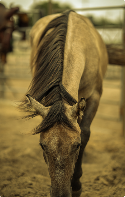 Brown horse with dark mane standing with its head down in a sandy paddock