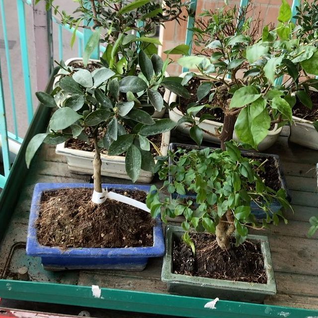 Bonsai