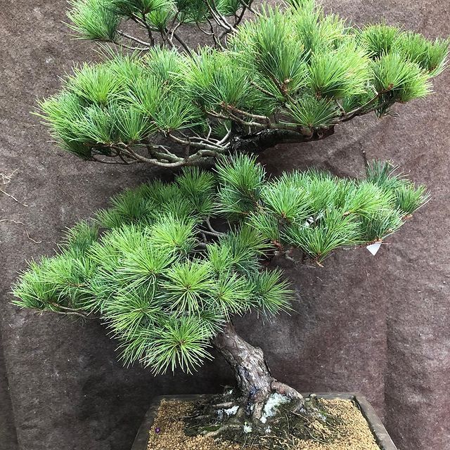 Bonsai