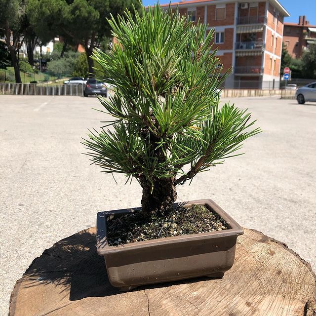Bonsai