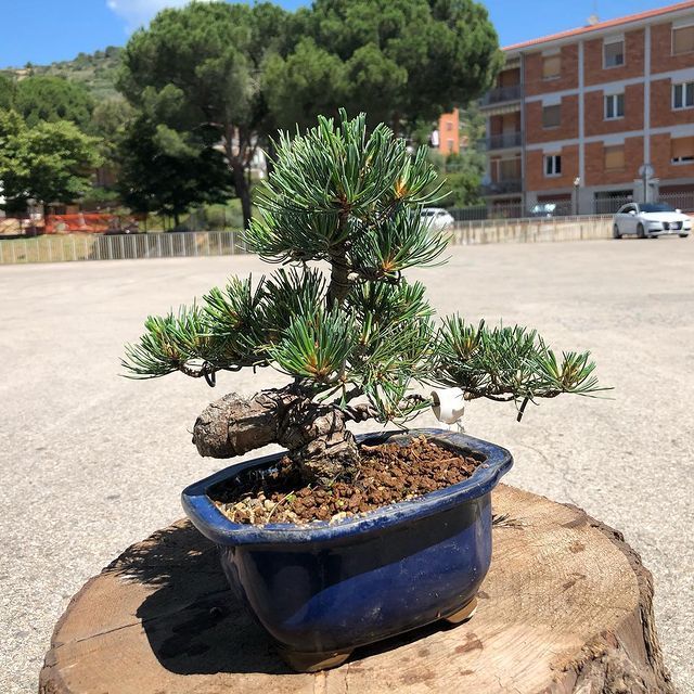 Bonsai