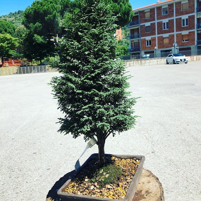 Bonsai