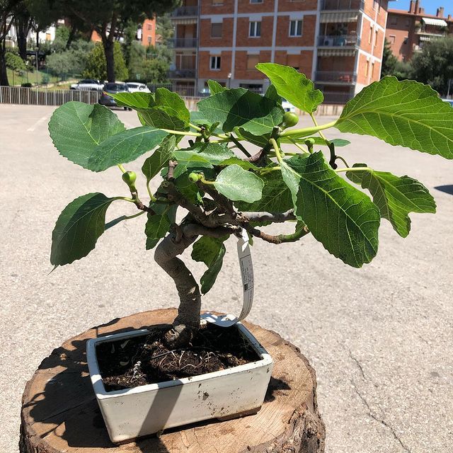 Bonsai