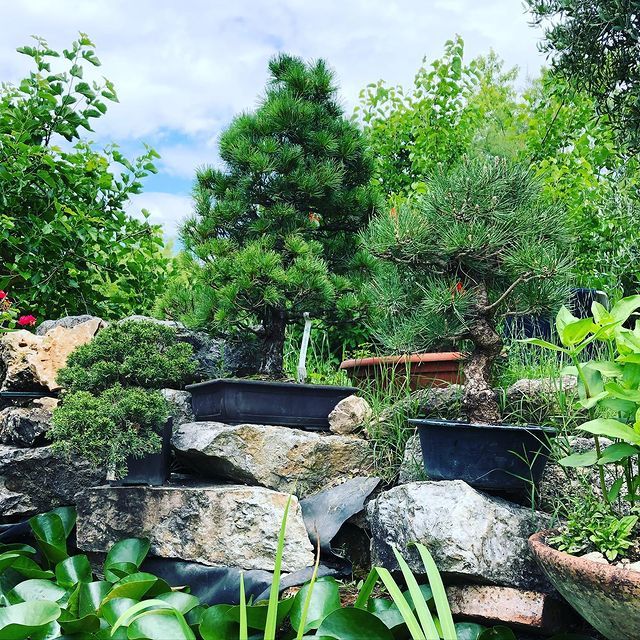 Giardino con bonsai