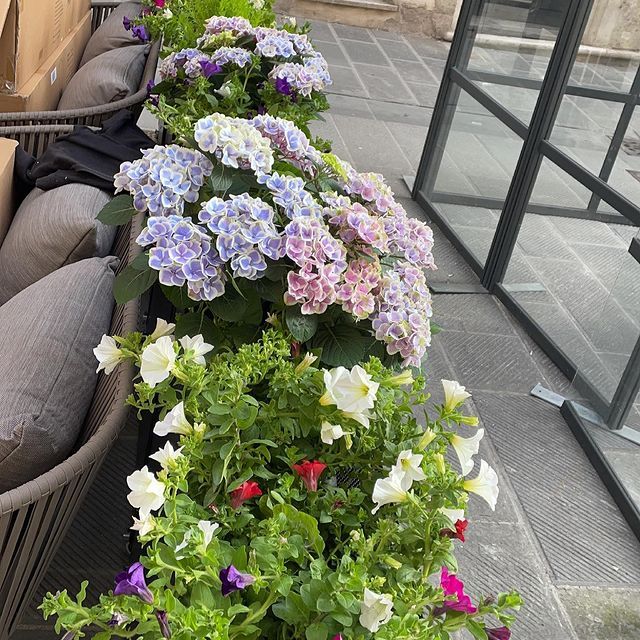 Fiori per bar