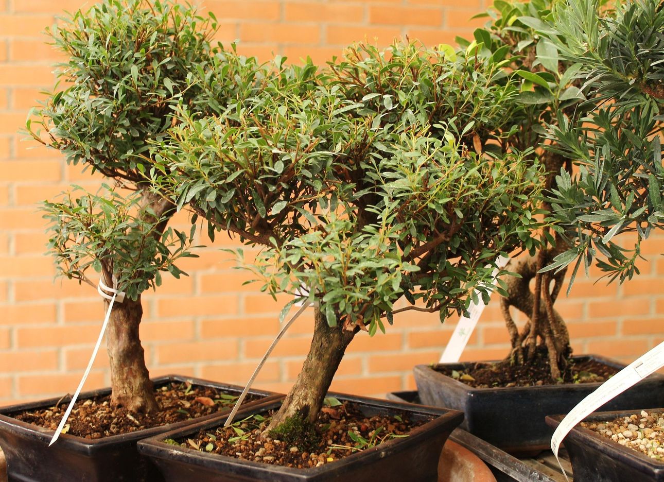 Bonsai