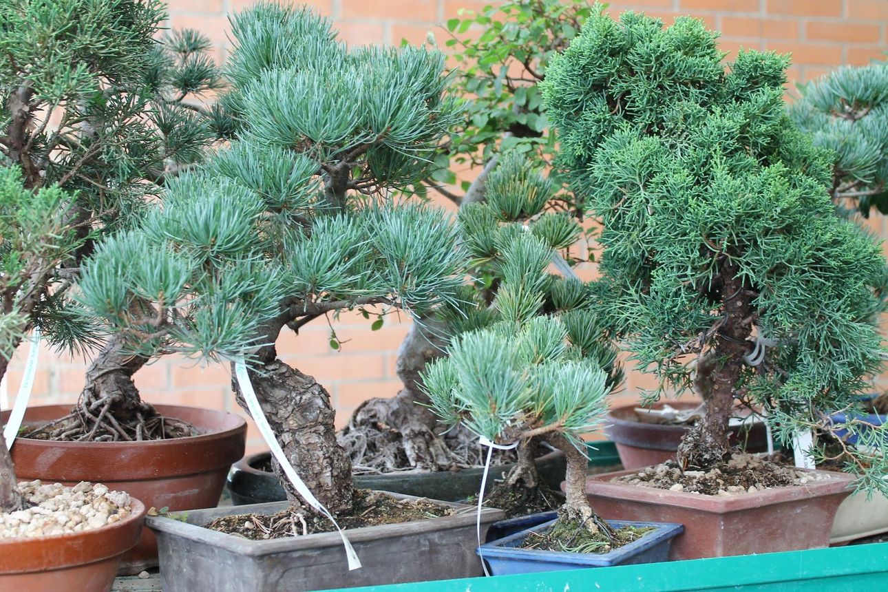 Pino bonsai