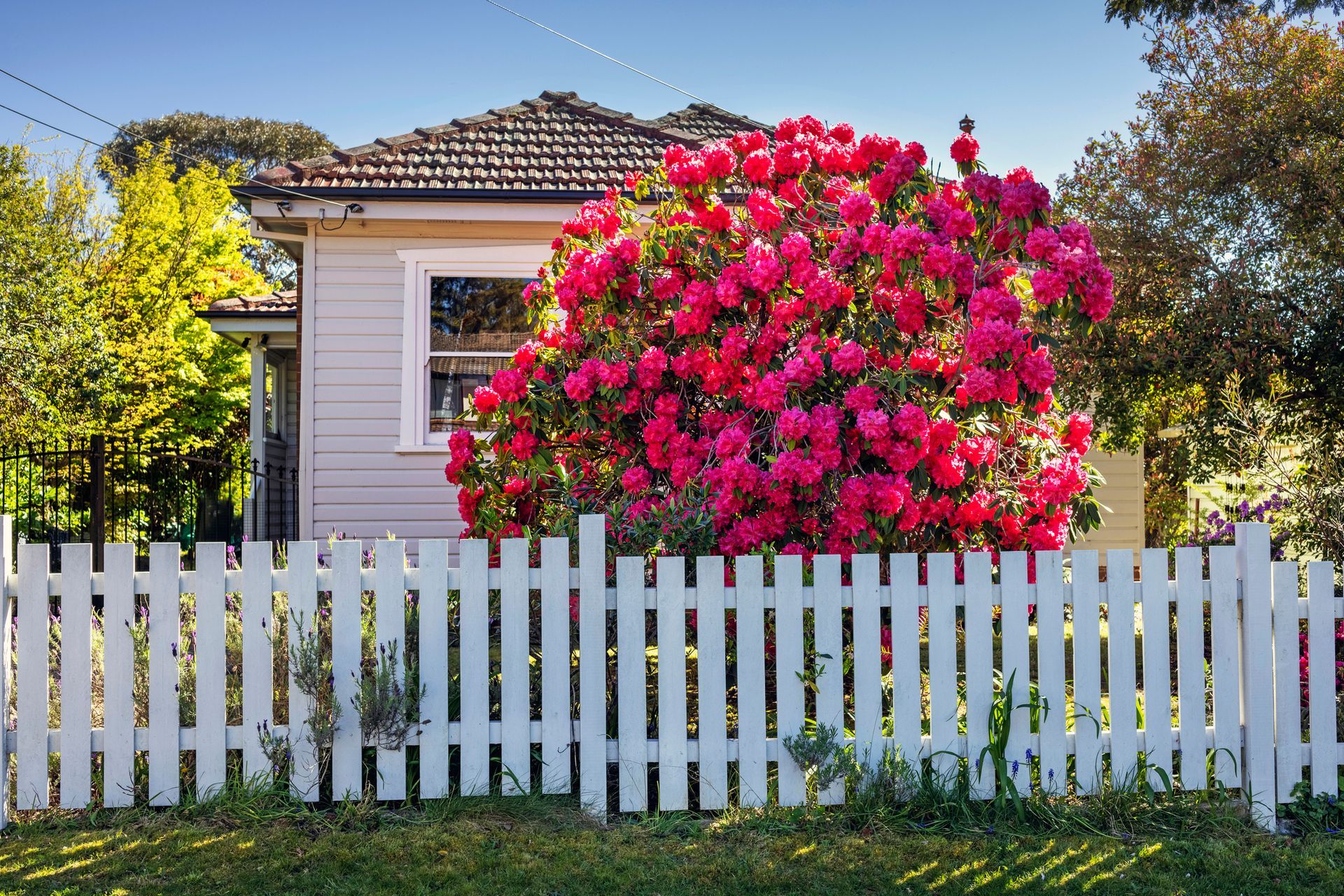 Pink rhododendron blooms behind a white fence in front of a cozy house