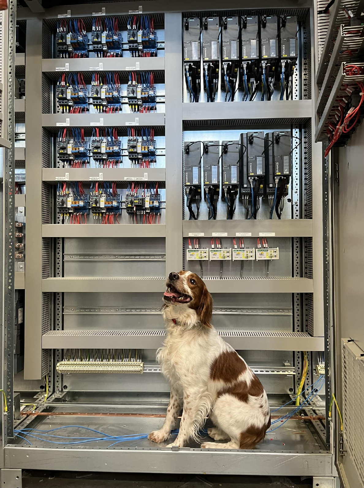 Cane seduto di fronte ai quadri elettrici