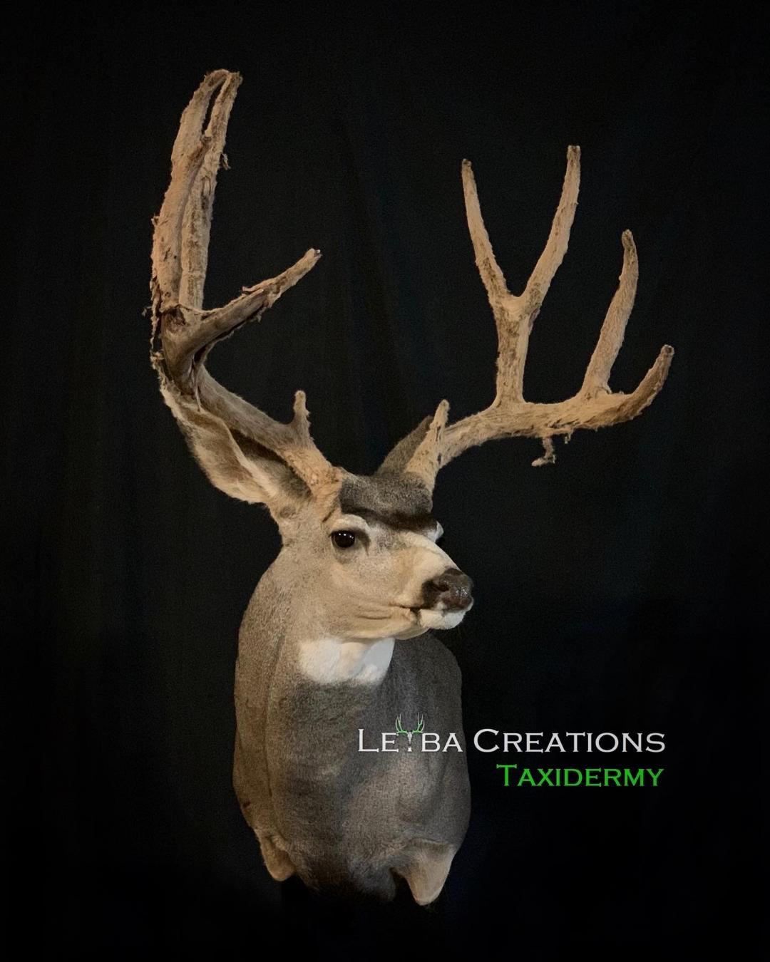 A deer head with antlers on a black background.