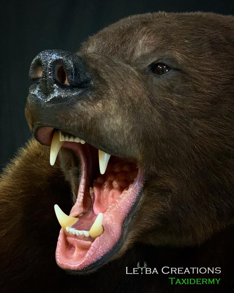 A close up of a brown bear with its mouth open