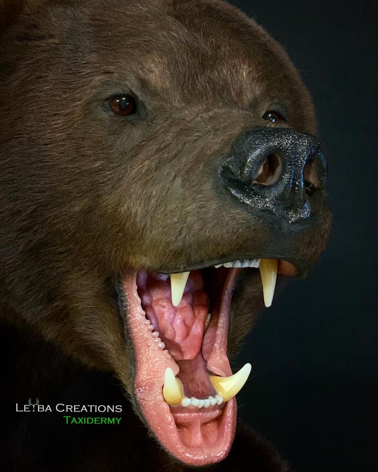 A close up of a brown bear with its mouth open