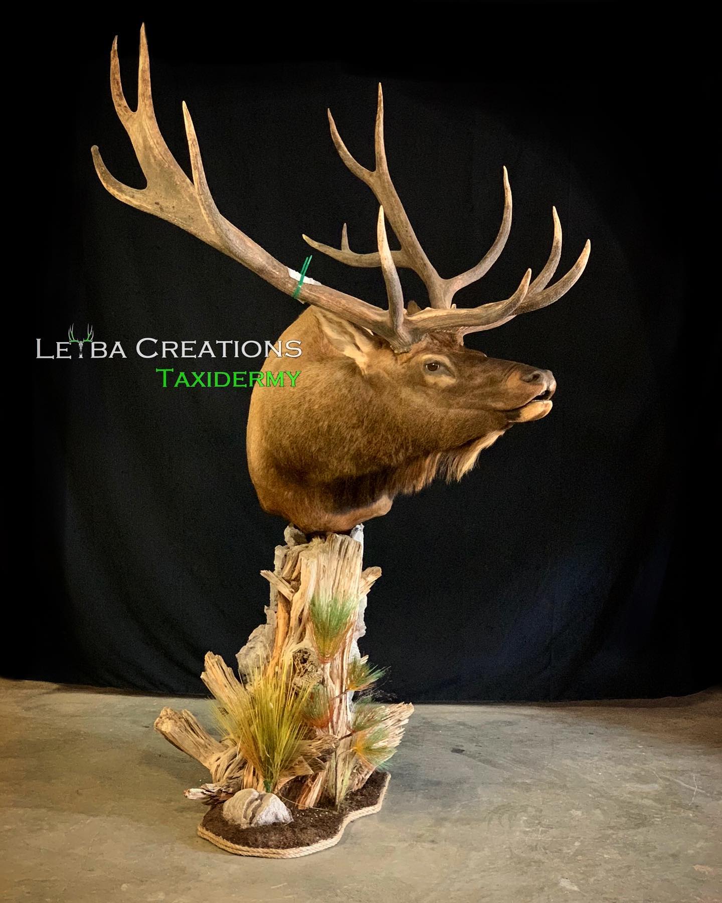 A deer head is sitting on top of a tree stump.