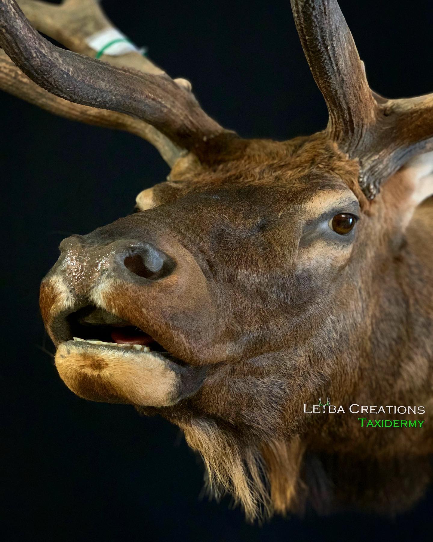 A close up of a deer 's head with antlers on a black background.
