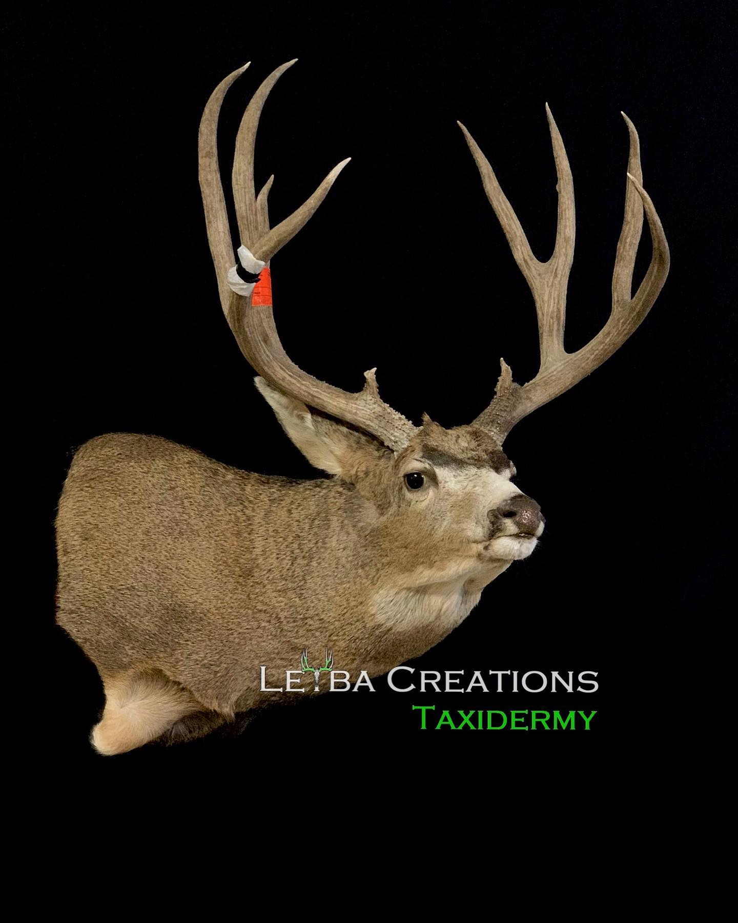 A deer head with antlers on a black background.