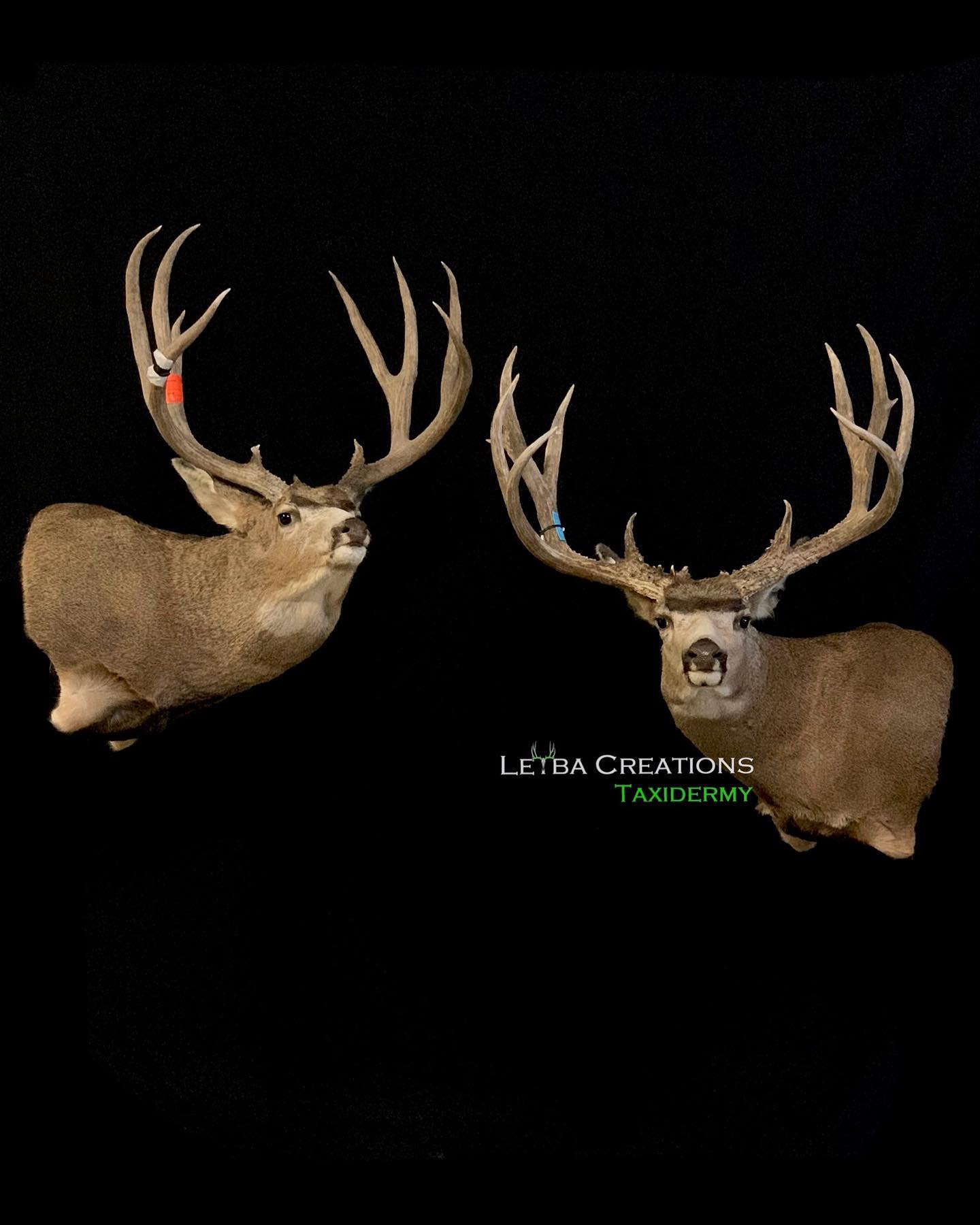 Two deer heads with antlers on a black background.