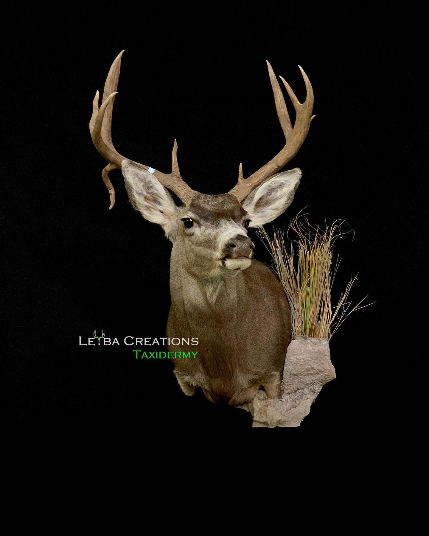 A deer with antlers is sitting on a rock on a black background.