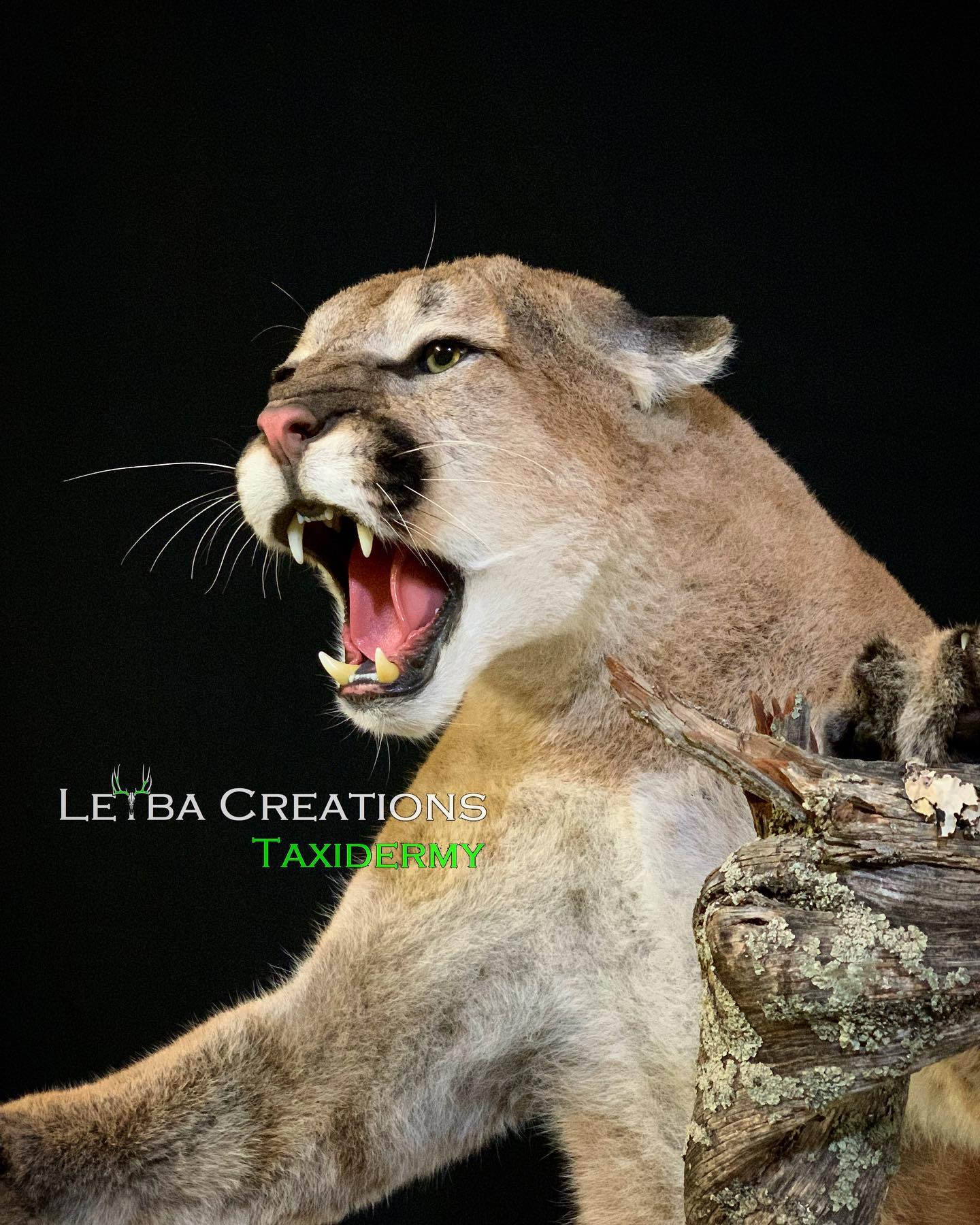 A stuffed mountain lion with its mouth open is sitting on a rock.