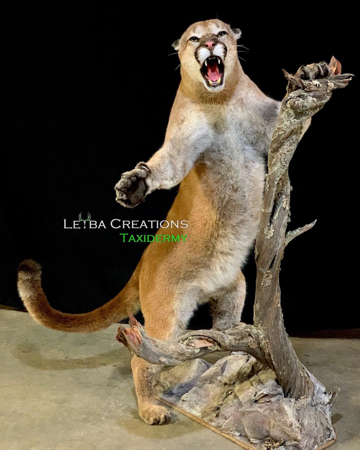 A stuffed mountain lion is standing on a tree branch