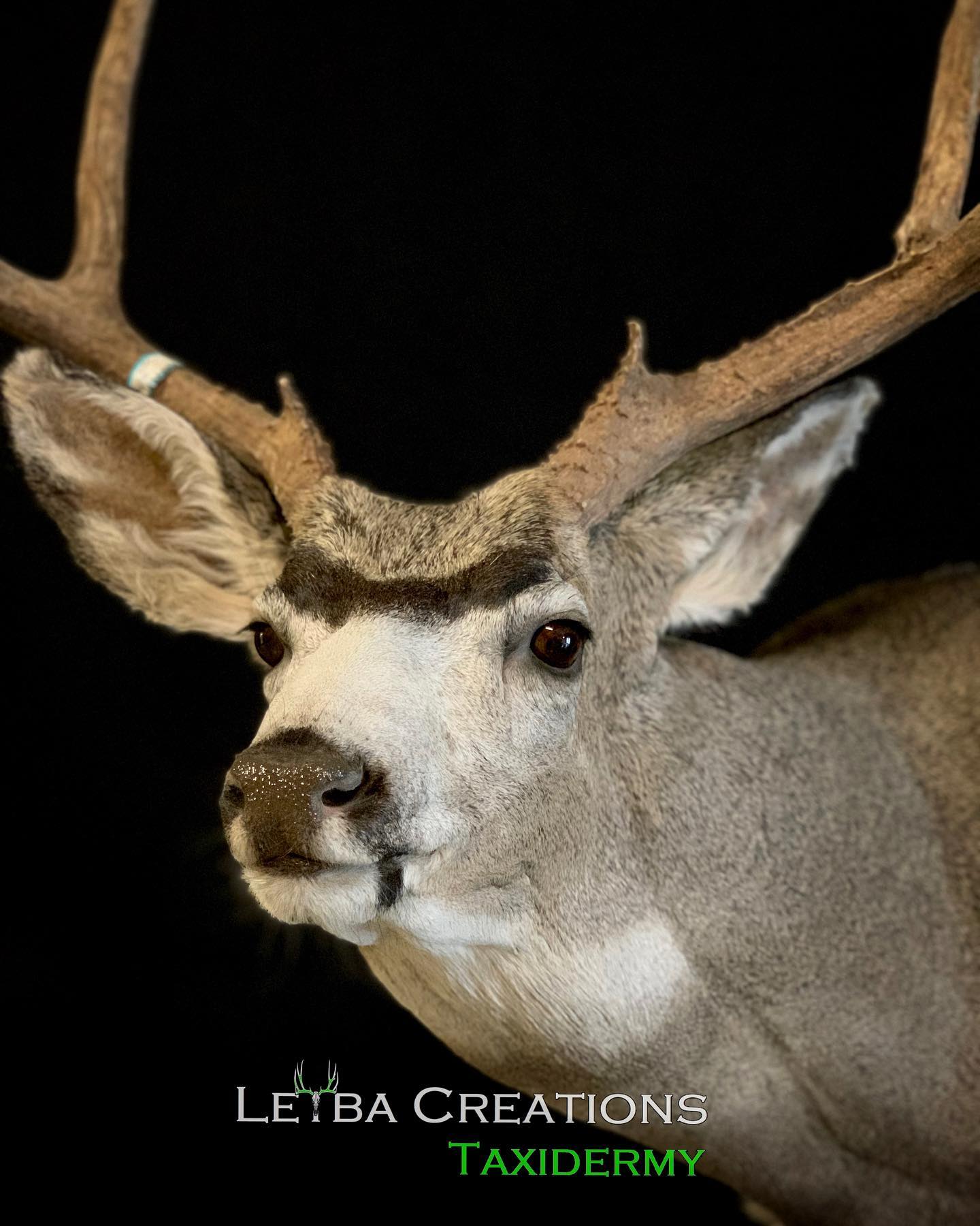 A close up of a deer head with antlers on a black background.