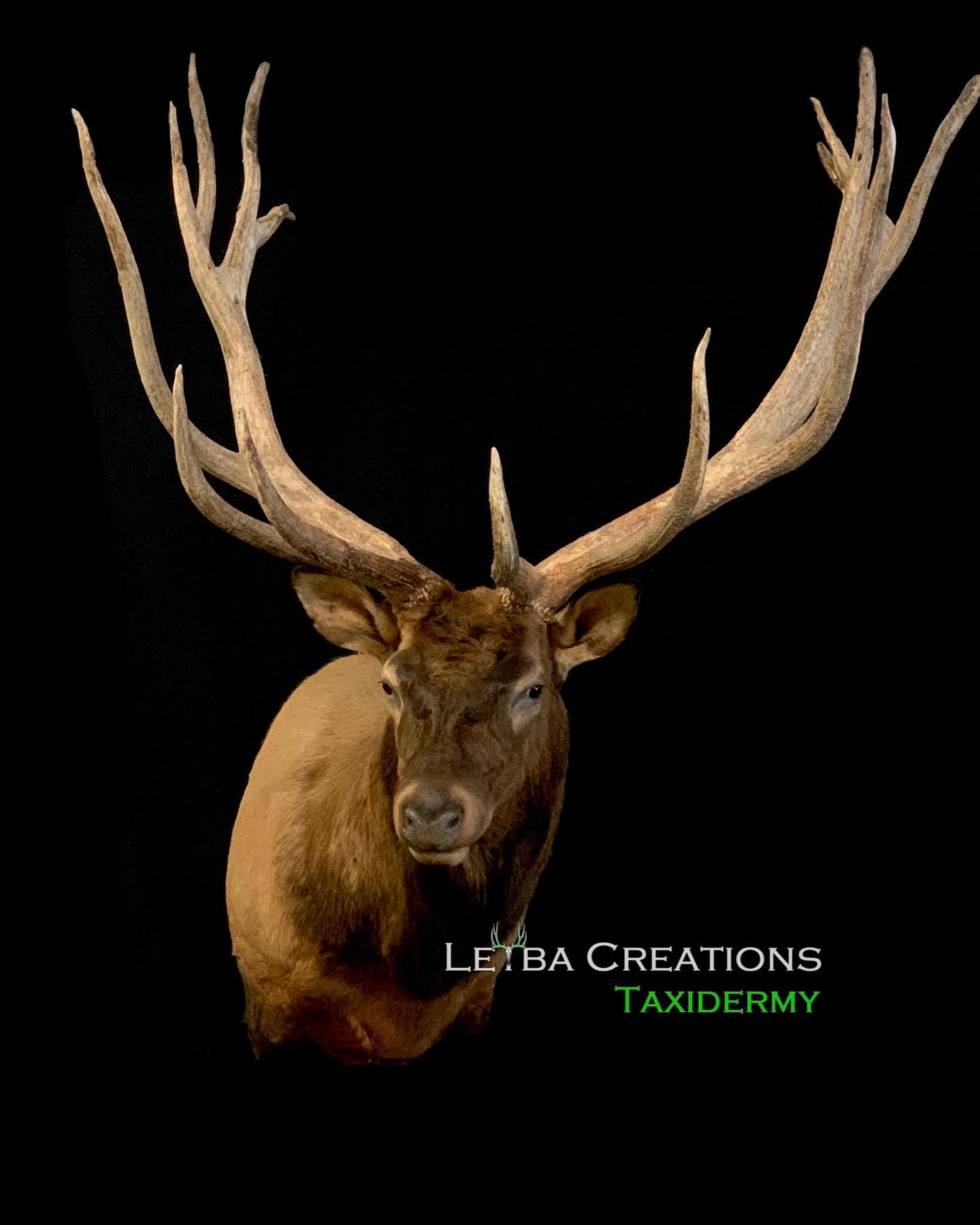 A close up of a deer 's head with antlers on a black background.