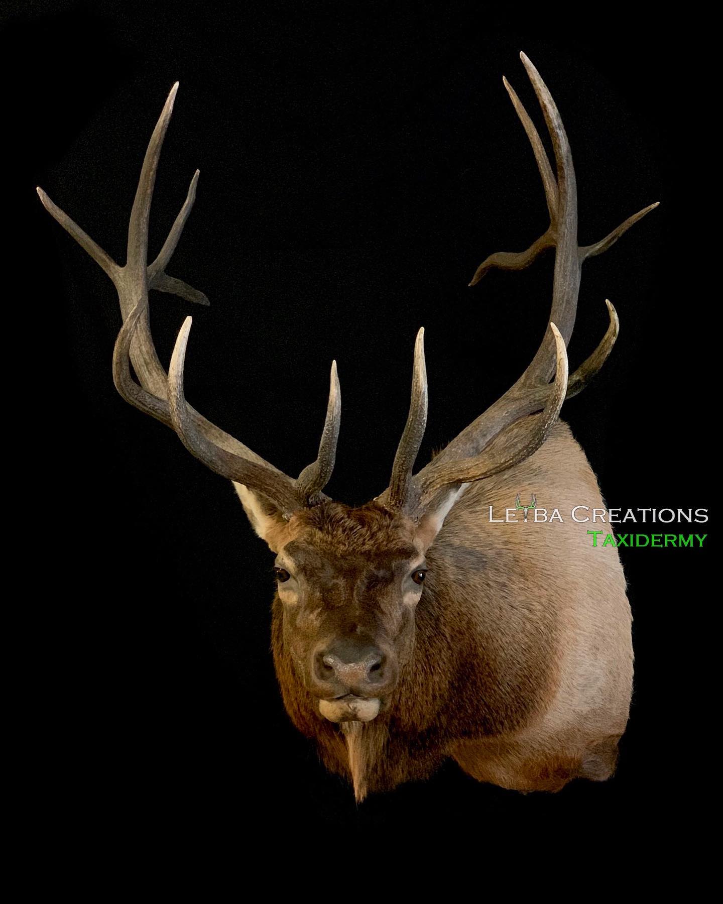 A close up of a deer head with antlers on a black background.