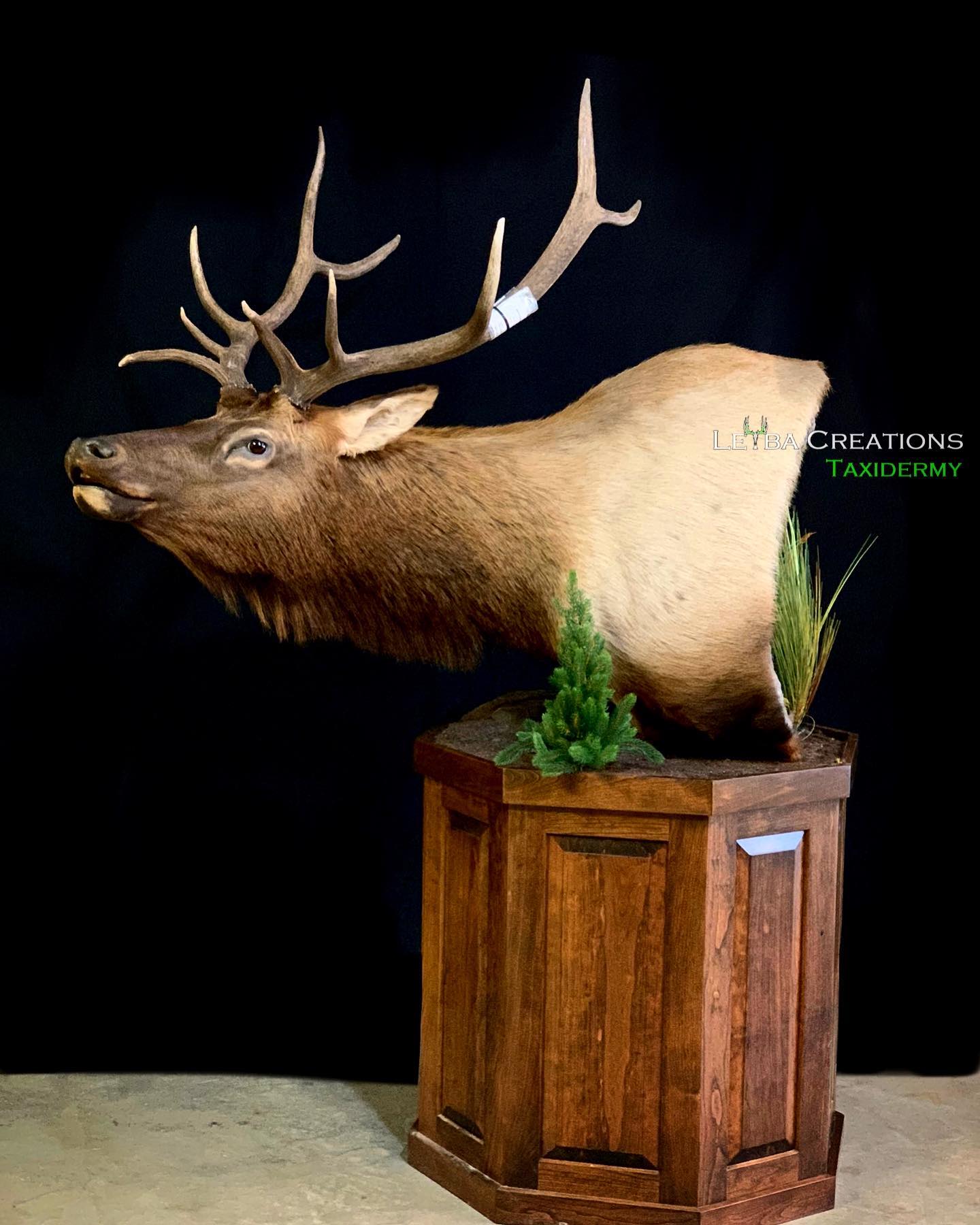 A stuffed elk head is sitting on a wooden pedestal