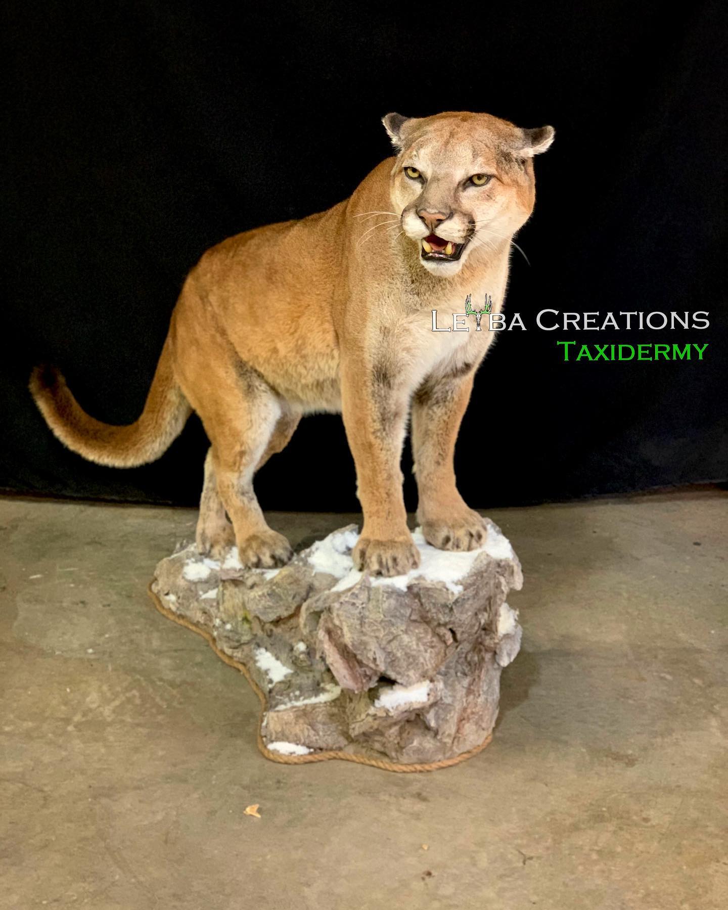A stuffed mountain lion is standing on top of a rock.