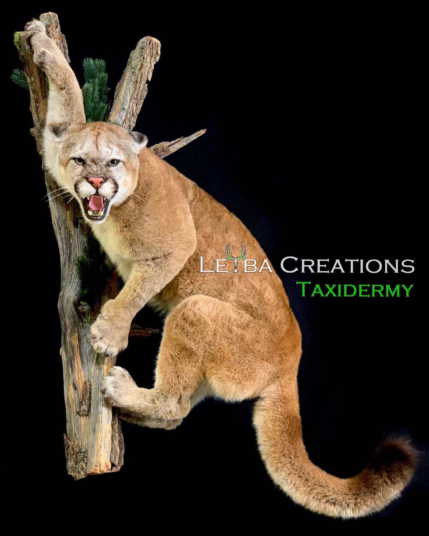 A stuffed mountain lion is sitting on a tree branch.