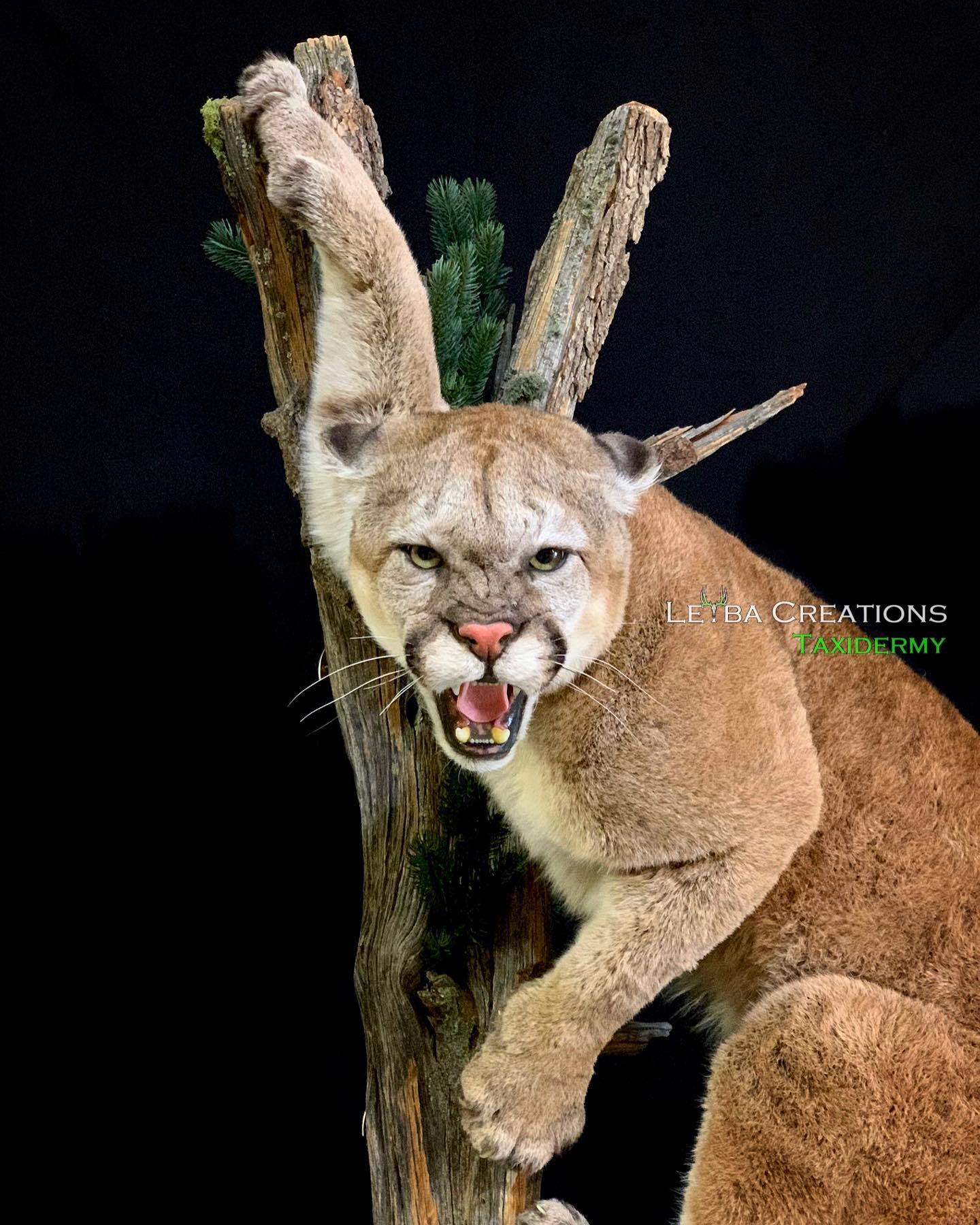 A stuffed mountain lion is sitting on a tree branch with its mouth open.