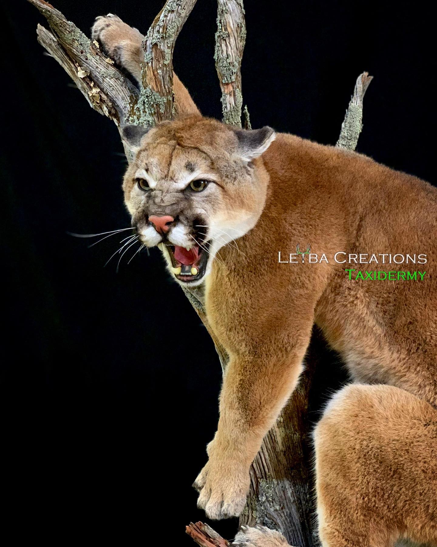 A stuffed mountain lion is sitting on a tree branch with its mouth open.
