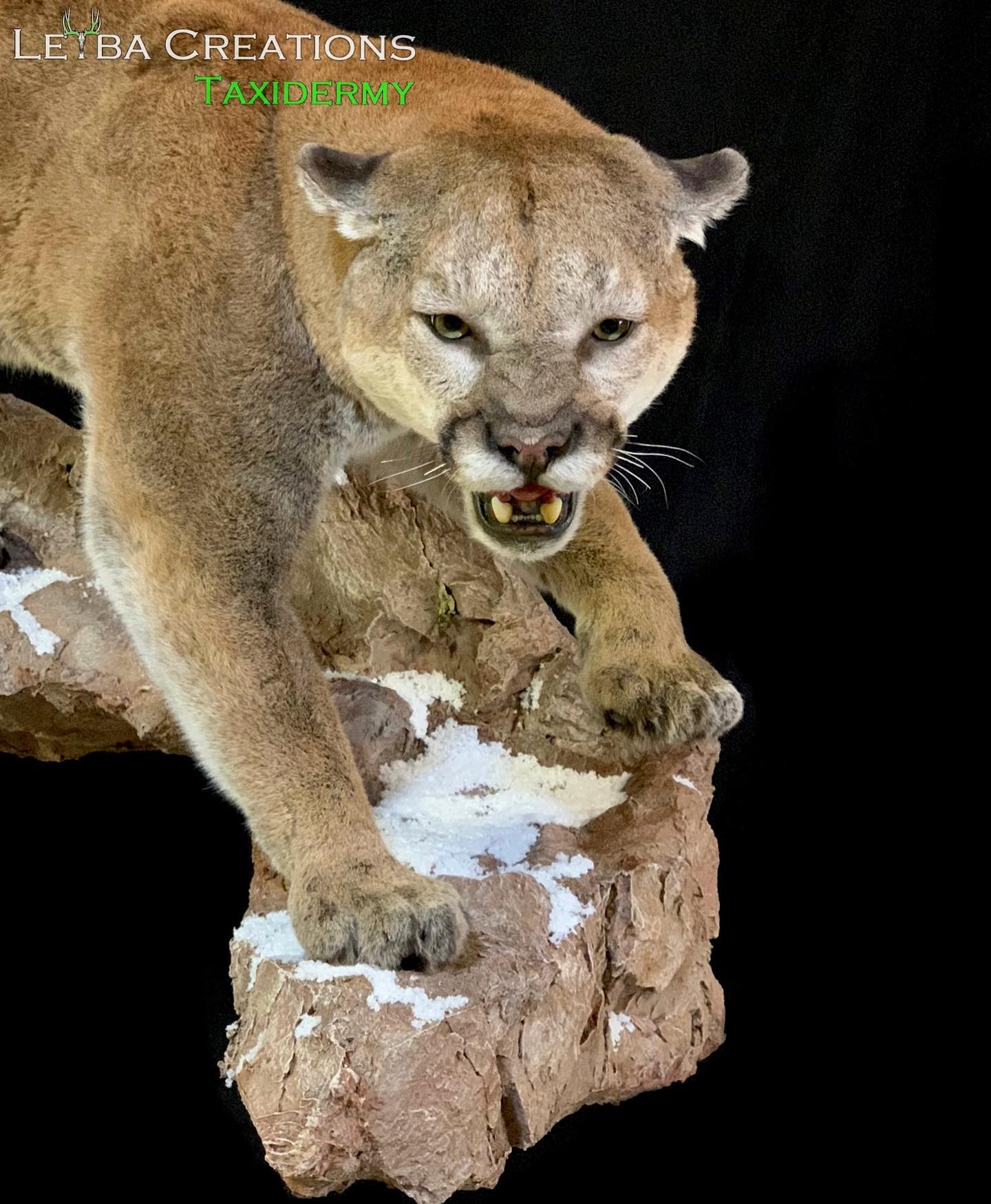 A stuffed mountain lion is standing on a rock with its mouth open.