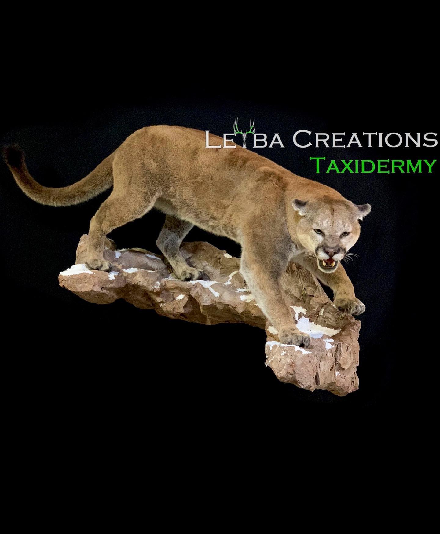 A taxidermy of a mountain lion standing on a rock