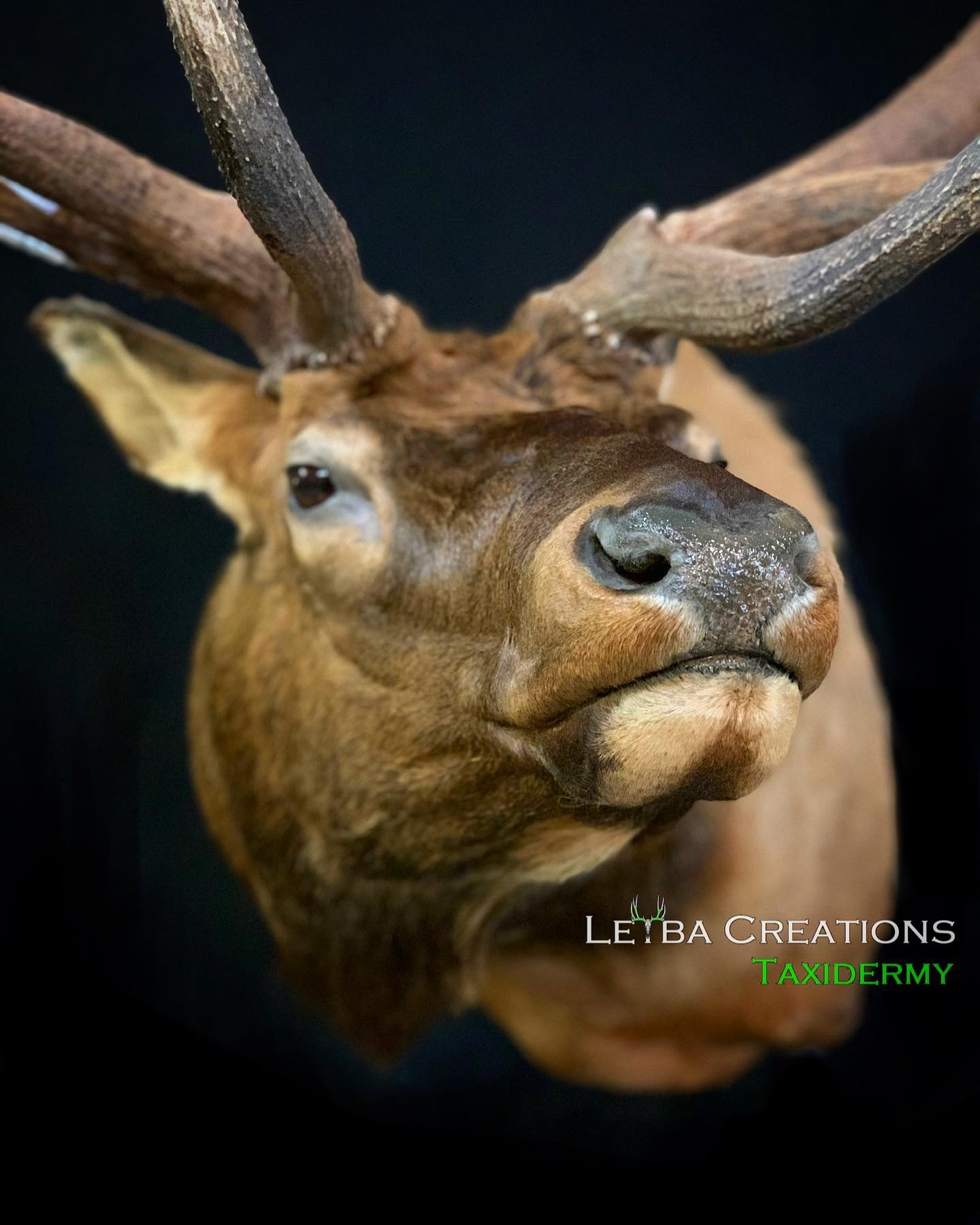 A close up of a deer head with antlers on a black background.