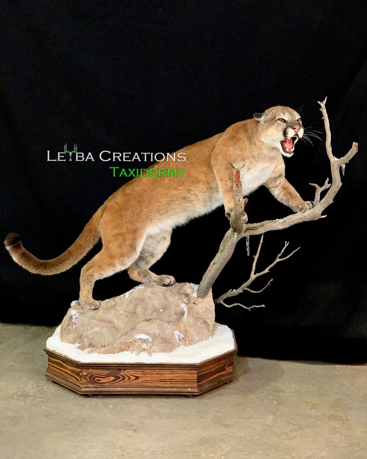 A taxidermy of a mountain lion with its mouth open