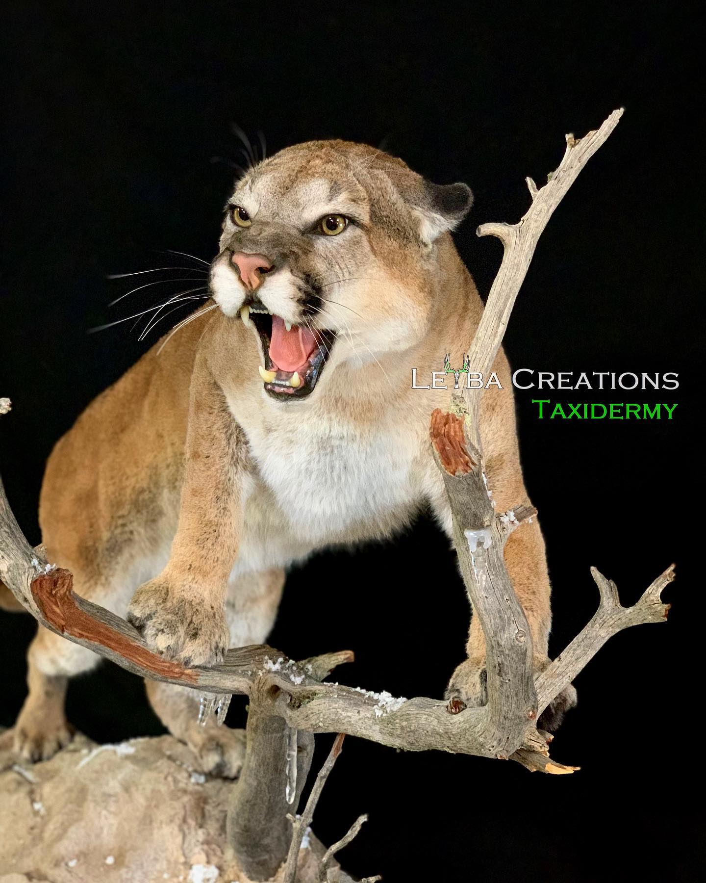 A taxidermy mount of a mountain lion with its mouth open