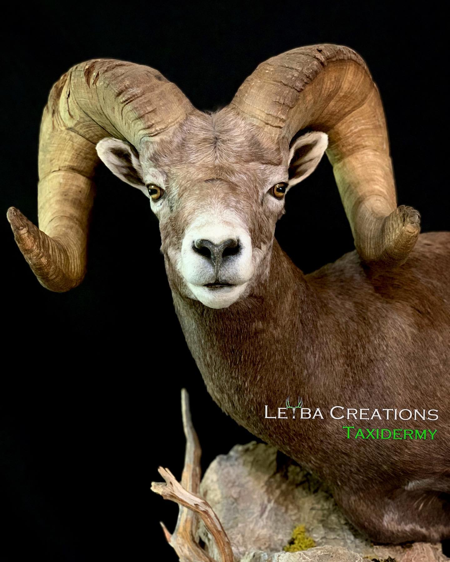 A stuffed ram with long horns is sitting on a rock.