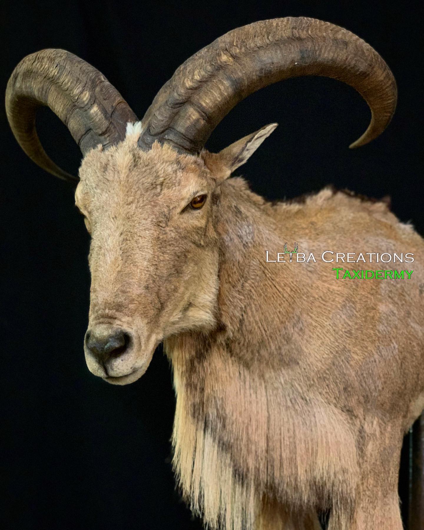 A goat with long horns is standing in front of a black background.