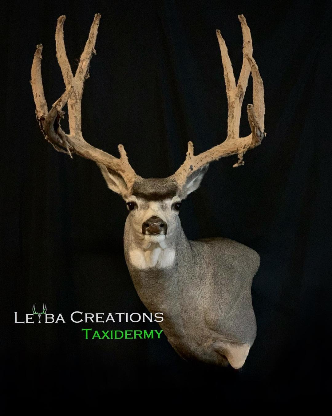 A taxidermy mount of a deer on a black background