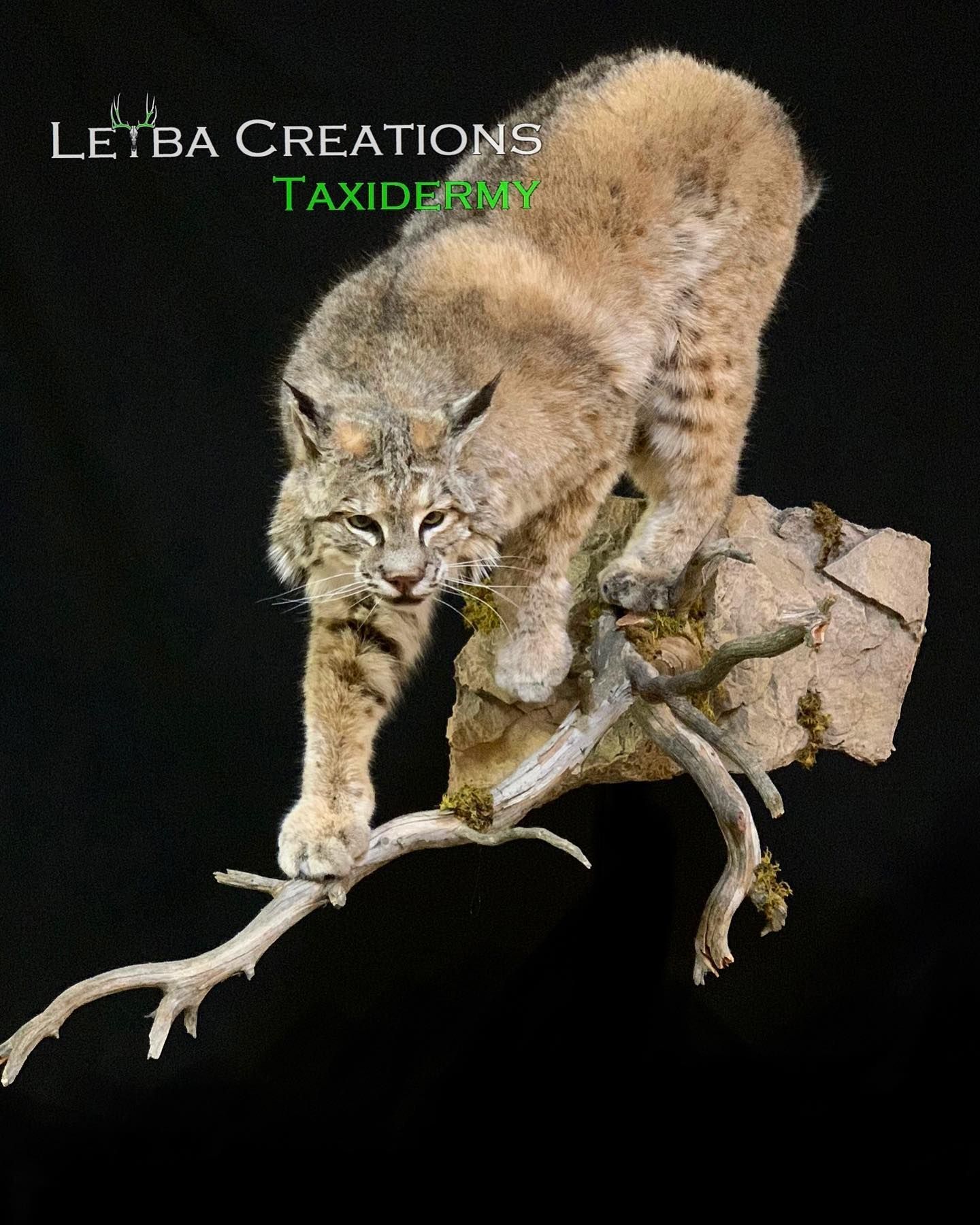 A bobcat is standing on a branch on a black background