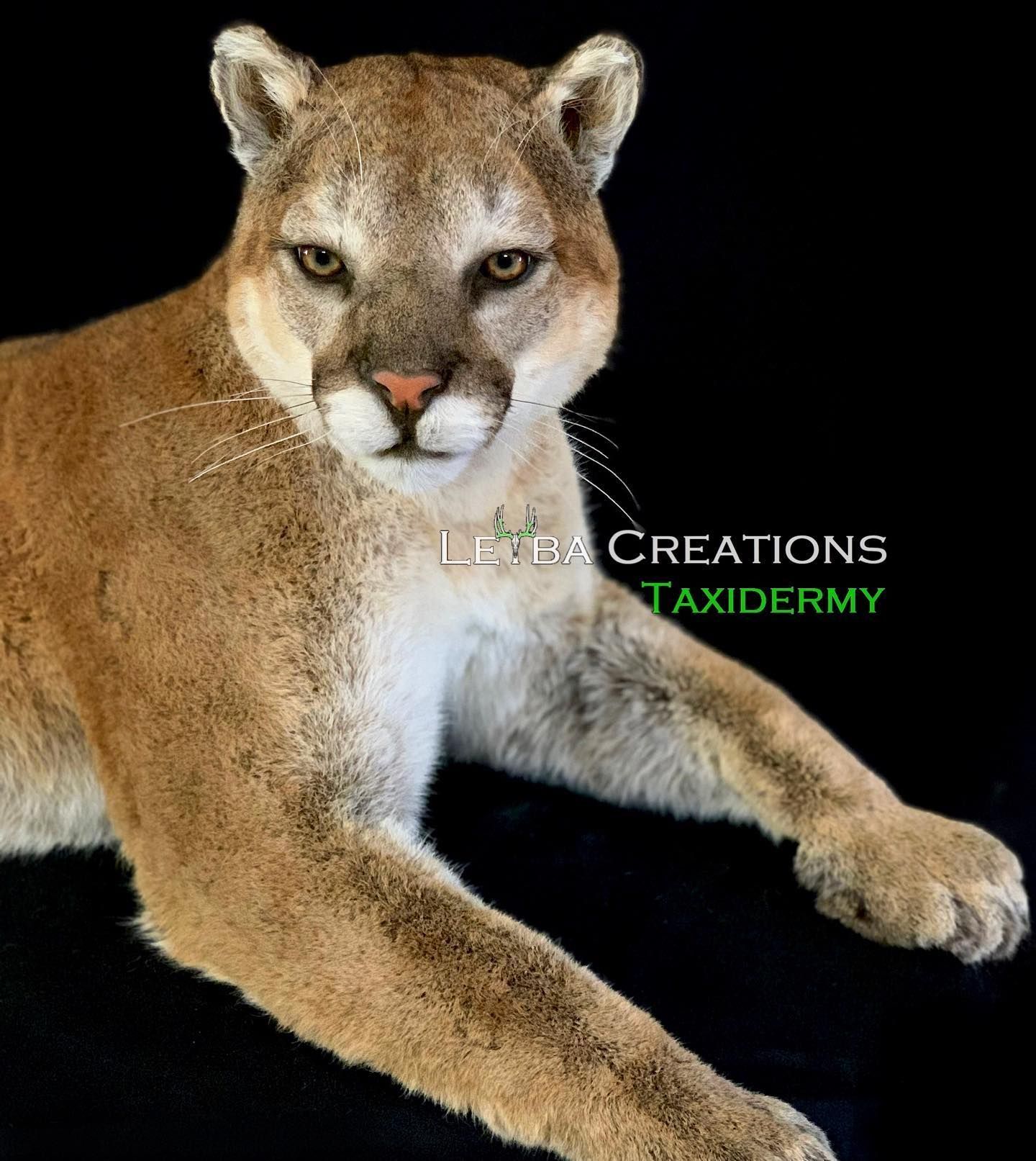 A stuffed mountain lion is laying down on a black background