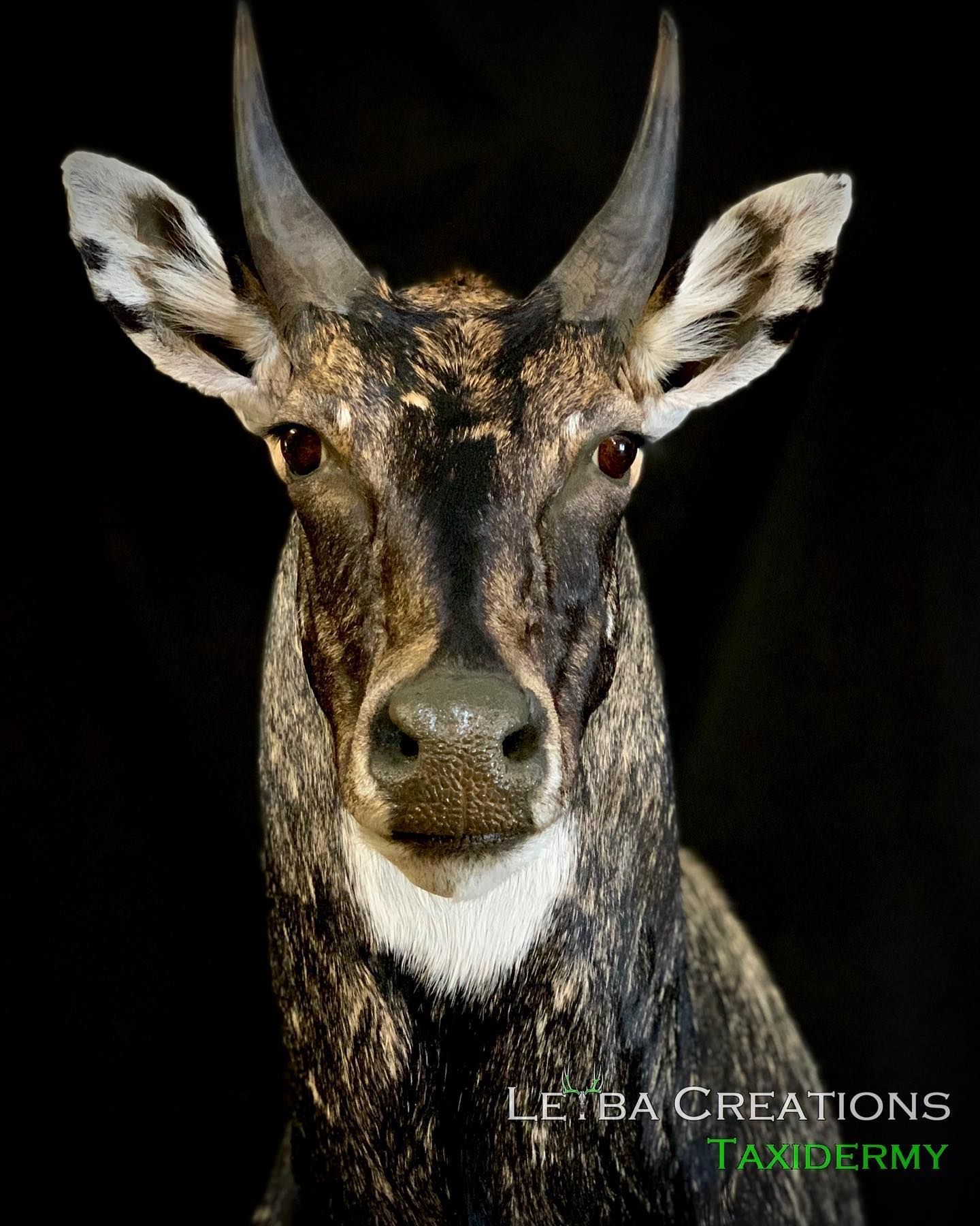A close up of a deer 's head with horns on a black background.