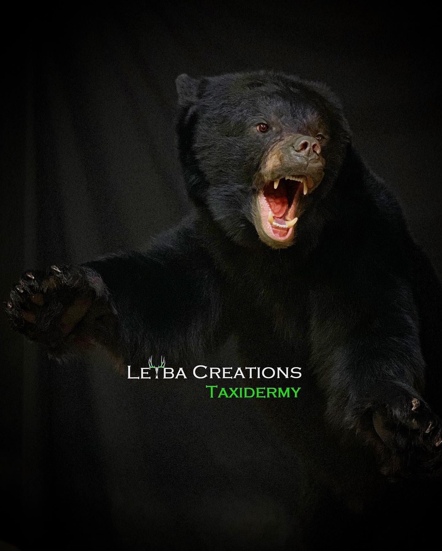 A black bear with its mouth open is on a black background.