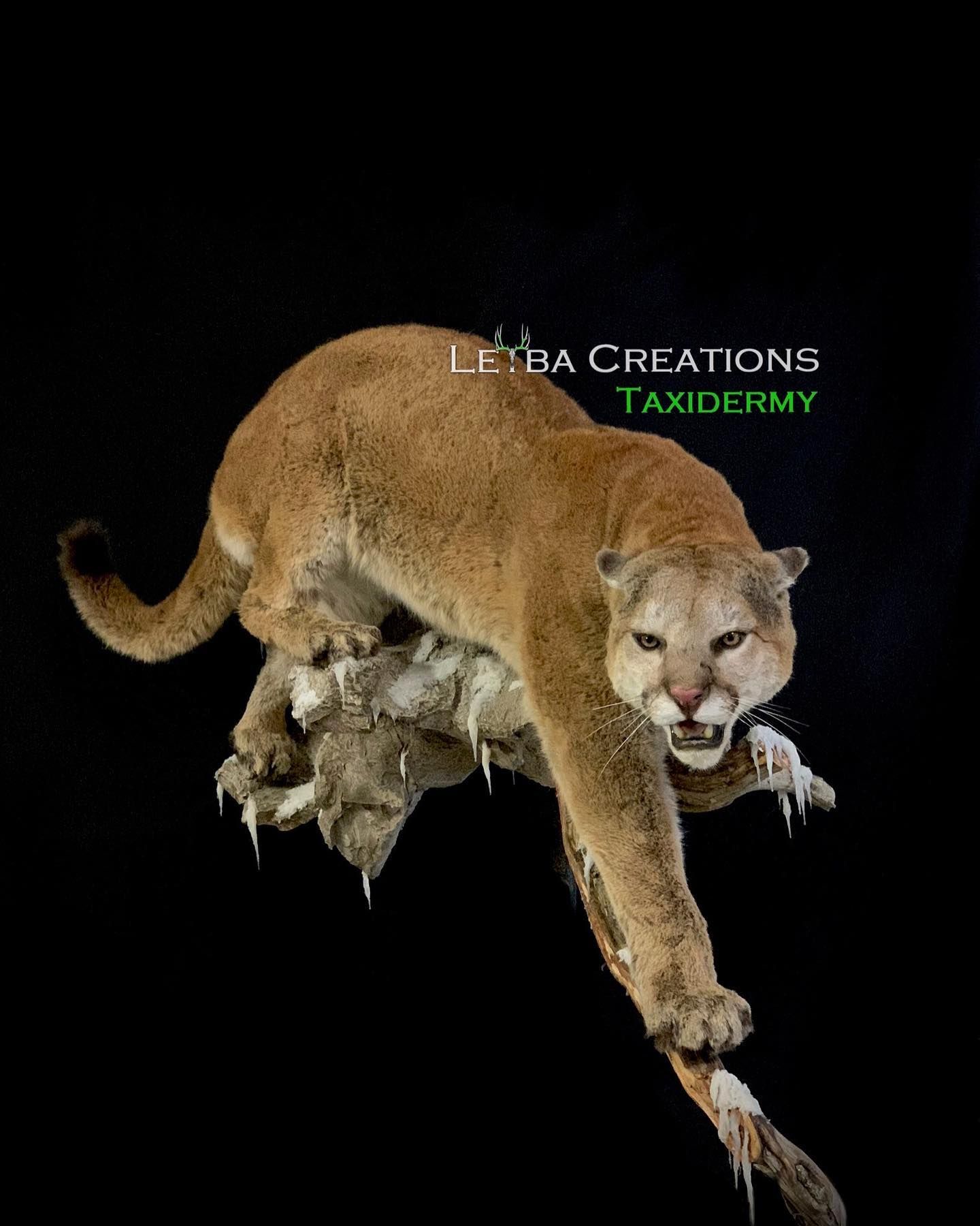An image of of preserved big cat