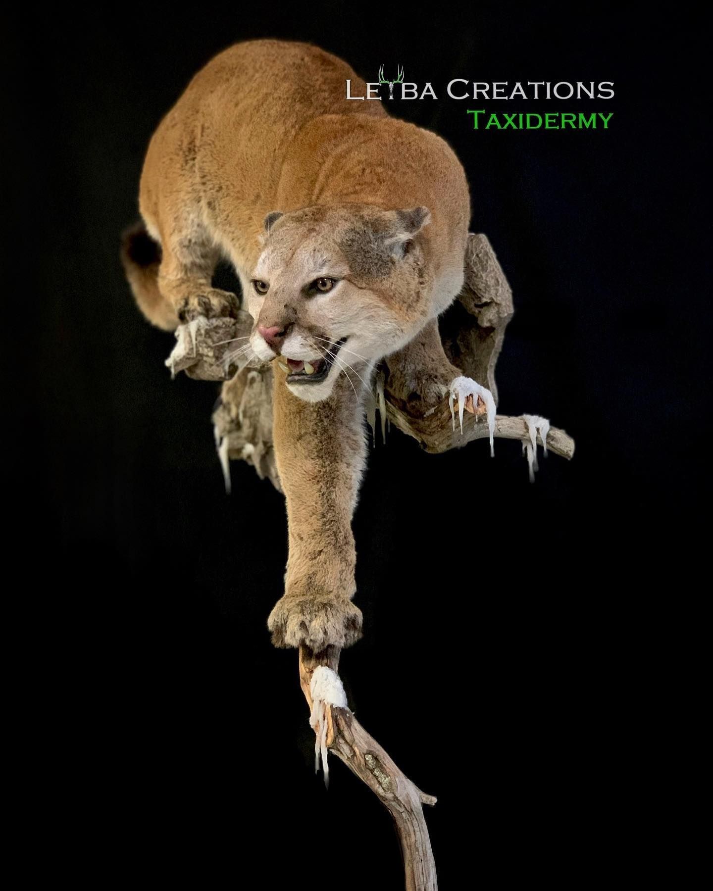 A stuffed mountain lion is hanging from a tree branch